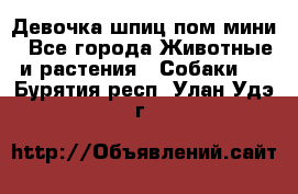 Девочка шпиц пом мини - Все города Животные и растения » Собаки   . Бурятия респ.,Улан-Удэ г.